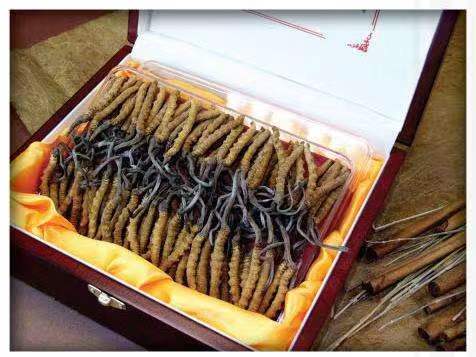 镶黄冬虫夏草回收